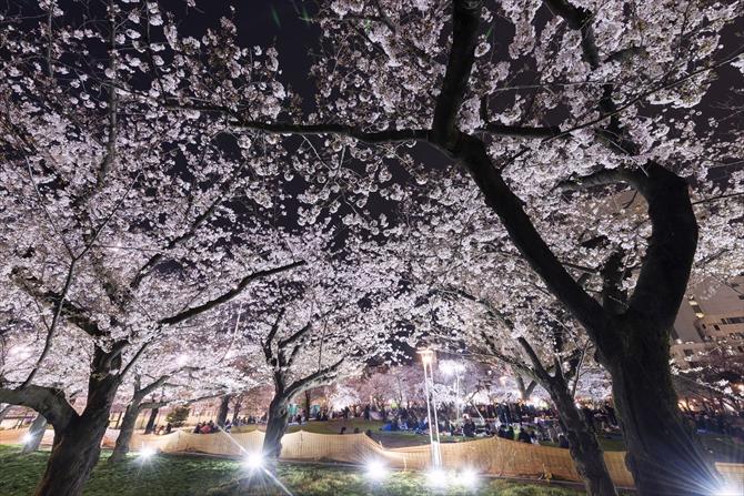 ライトアップされた桜の写真